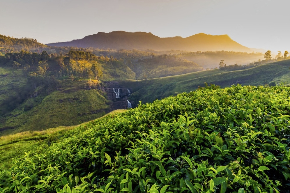 Nuwara Eliya