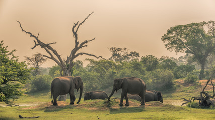Yala National Park
